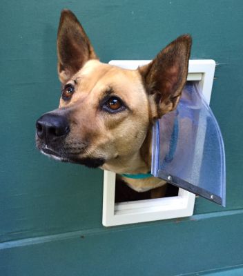 Pet Door Installation Costs — Cost of Pet Door Installation