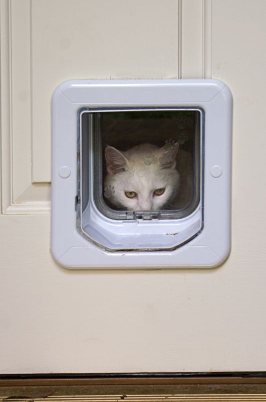 Pet Door Installation Costs — Cost of Pet Door Installation
