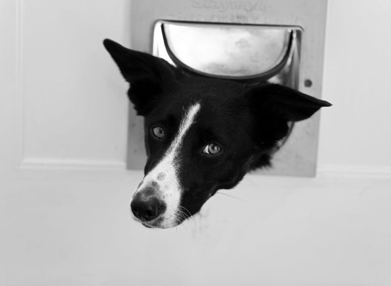 Pet Door Installation Costs — Cost of Pet Door Installation
